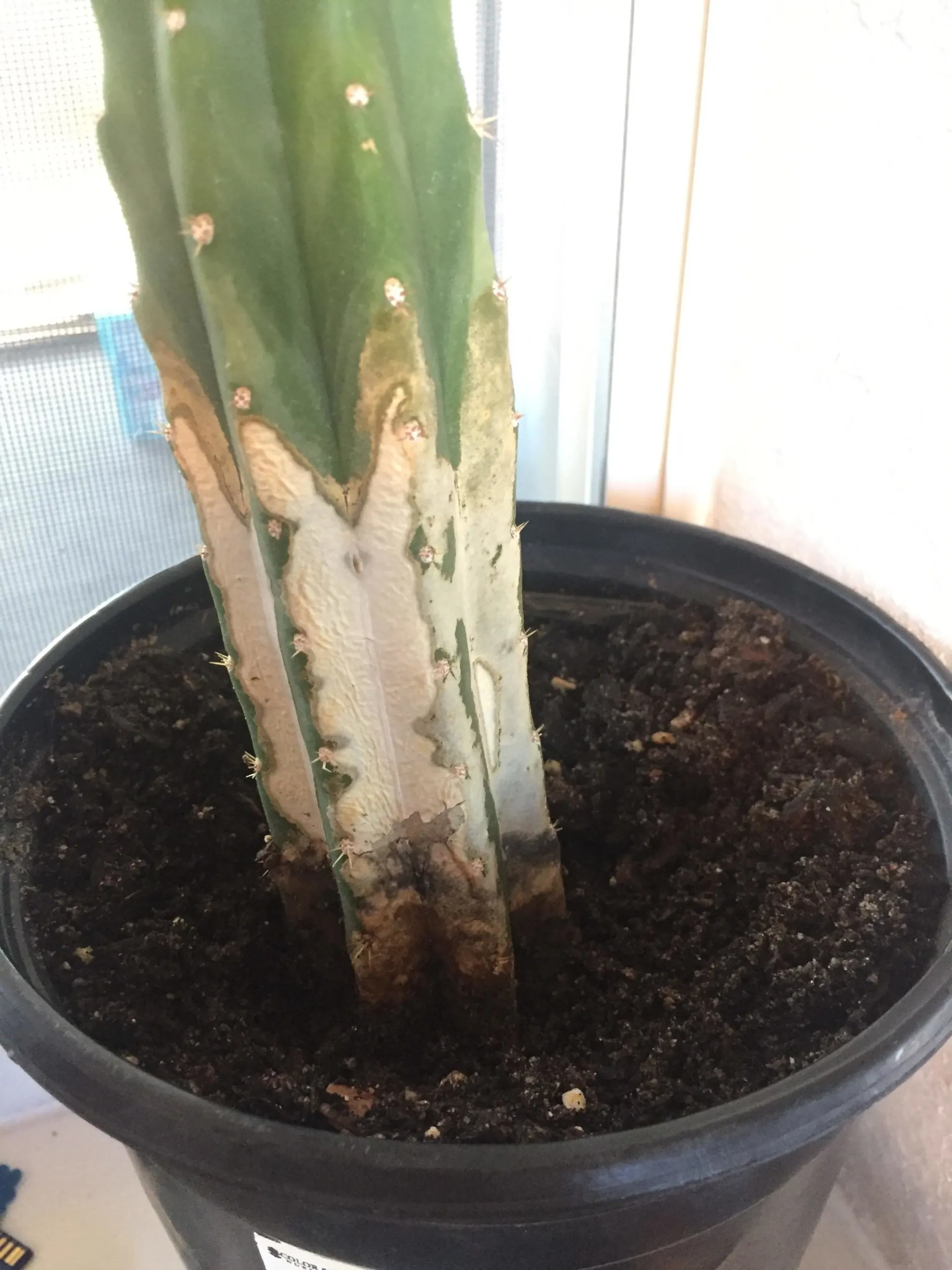 Cactus Turning White From Below - Why Is My Cactus Turning White