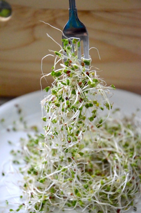 Alfalfa sprouts Vegetables That Start With A