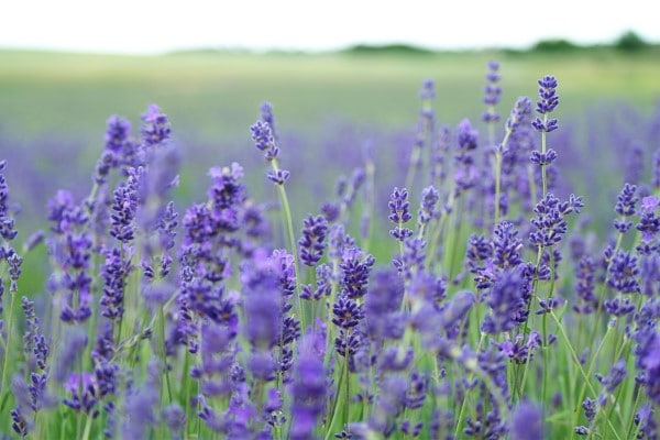 Blooming Lavender Plants