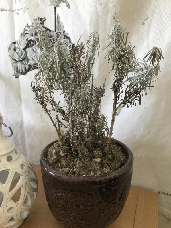 Dry and dying lavender plant how can I save her Why Is My Lavender Plant Dying