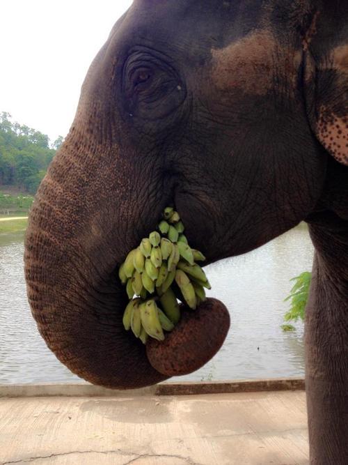 Elephants What Animals Eat Bananas