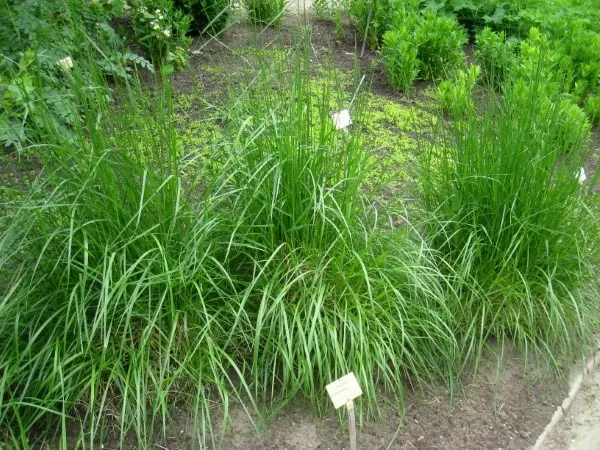 Festuca arundinacea How To Get Rid Of Water Grass