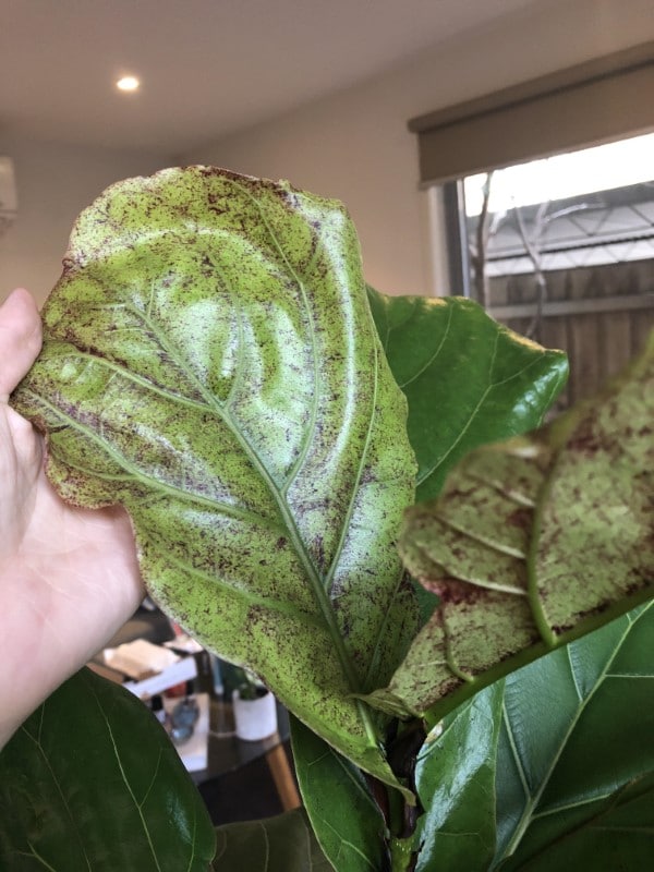 Fiddle leaf fig growing new leaves with brown red dots Why Is My Fiddle Leaf Fig Dropping Leaves