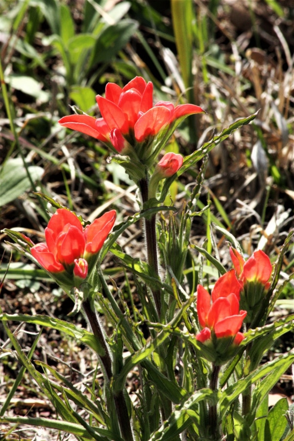 Field Indian paintbrush Red Hawaiian Flower