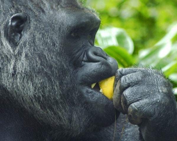 Gorillas What Animals Eat Bananas