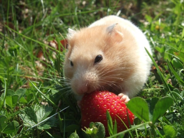 Hamsters What Animals Eat Strawberries