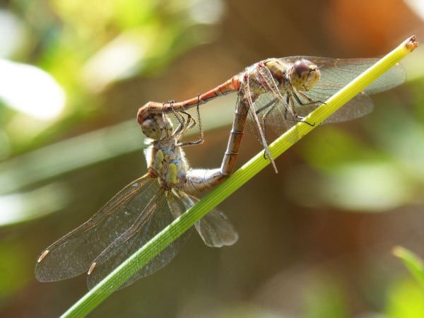 How To Get Rid Of Dragonflies
