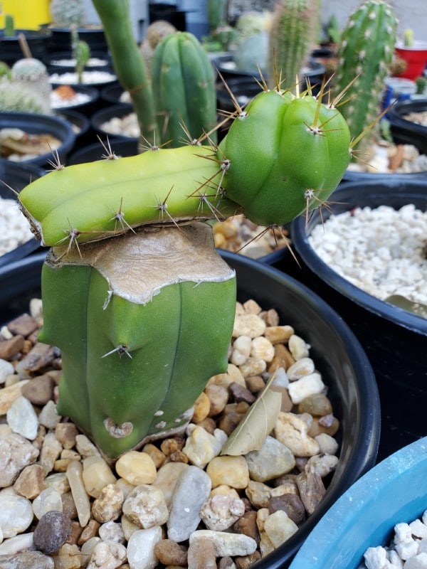 How To Graft Cactus 2