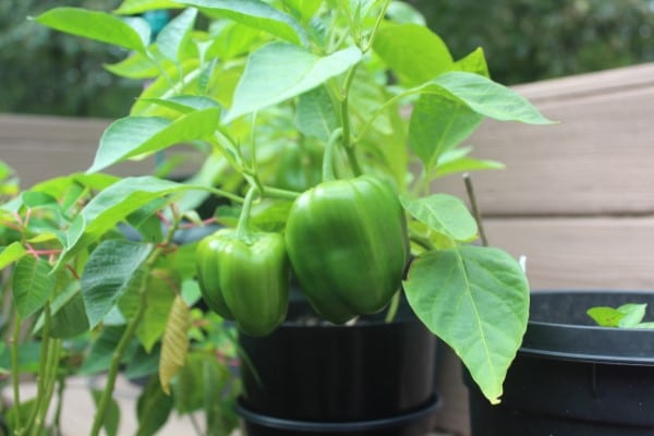 How To Grow Bell Peppers From Scraps