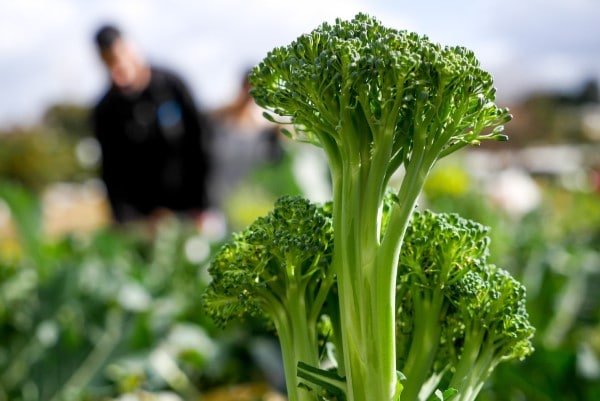 How To Grow Broccolini
