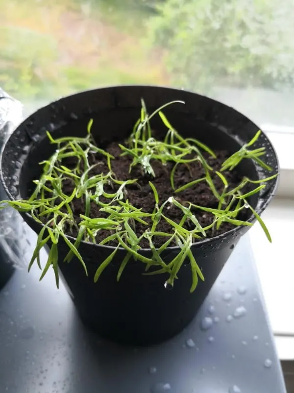 How To Grow Dill From Cuttings 2
