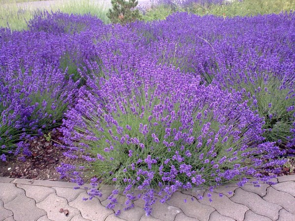 How To Grow Lavender In Texas 2