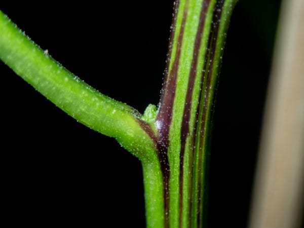How To Make Plant Stems Stronger