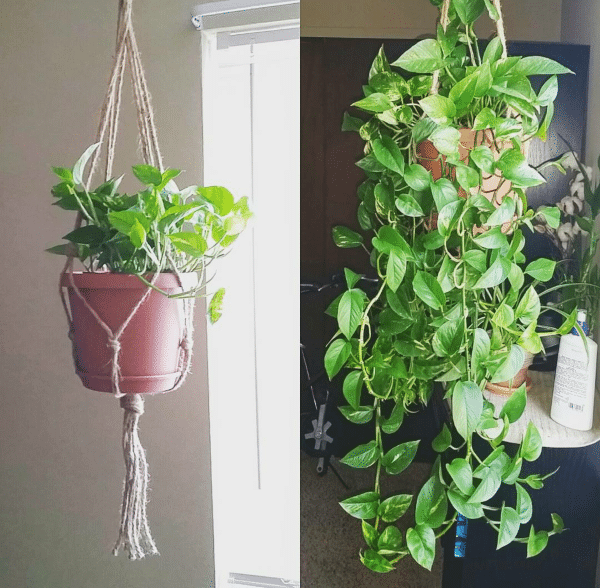 How To Make Pothos Grow Faster