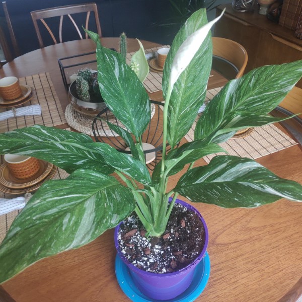 How To Prune A Peace Lily 2