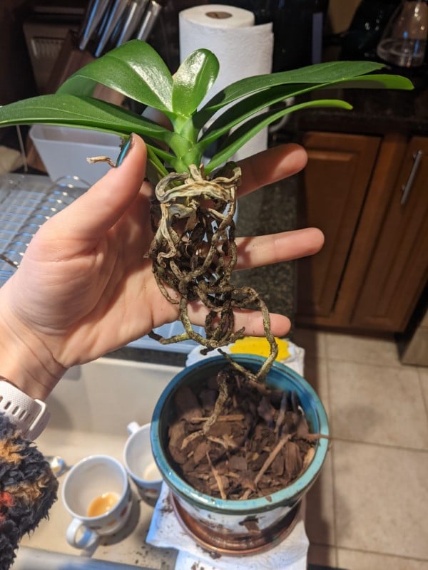 How To Repot An Orchid With Air Roots 2