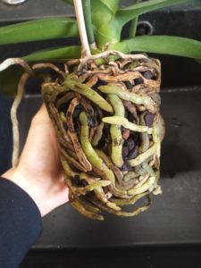 How To Repot An Orchid With Air Roots in 9 Easy Steps?