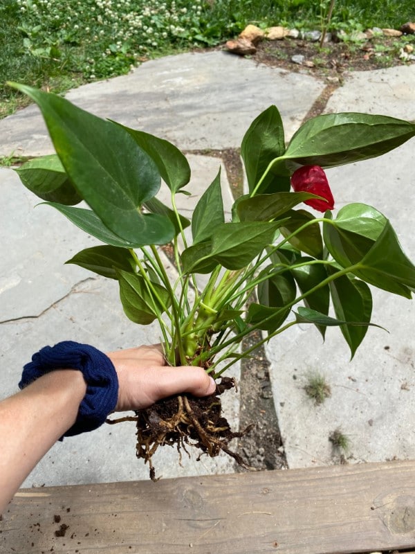 How To Repot Anthurium 2