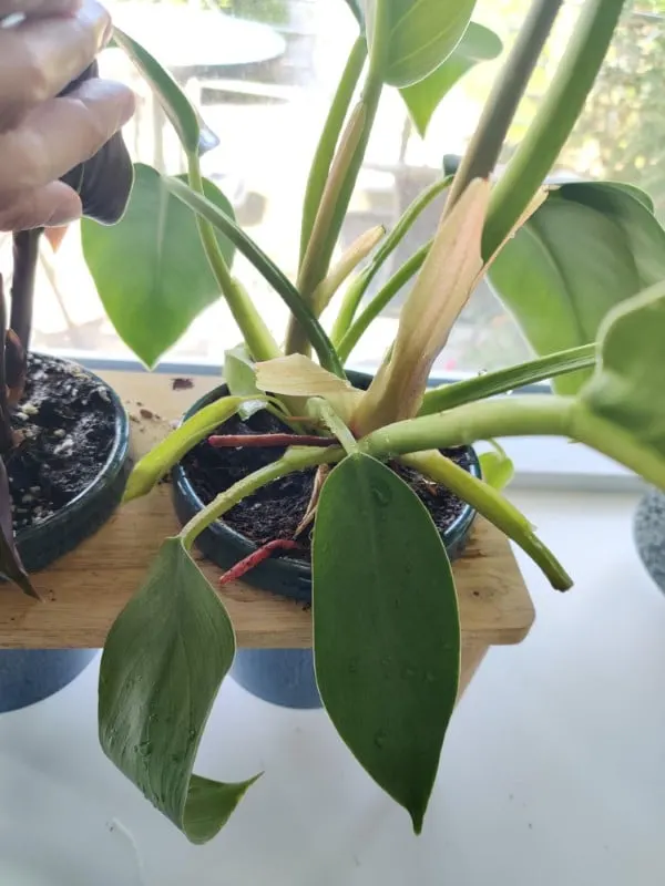 How To Trim Philodendron 2