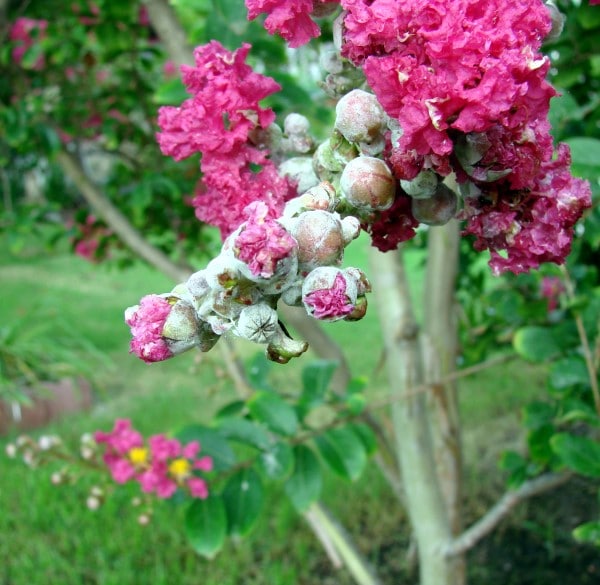 How to Propagate Crepe Myrtle 2