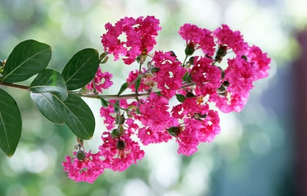 How to Propagate Crepe Myrtle
