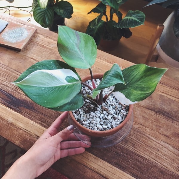 Philodendron White Knight 2