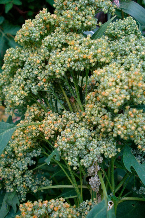 Quinoa before flowering How To Harvest Quinoa