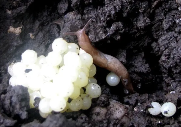 Slug eggs and baby What Do Slug Eggs Look Like