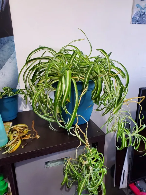 Spider plant yellowing and leaves drying out Why Is My Spider Plant Turning Yellow