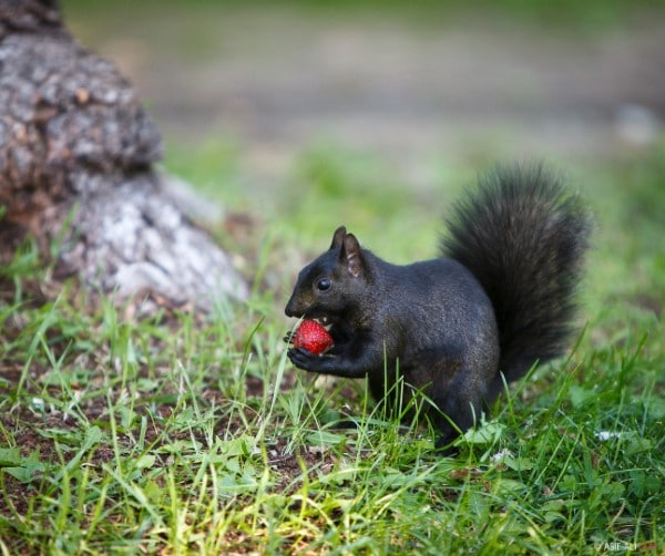 Squirrels What Animals Eat Strawberries