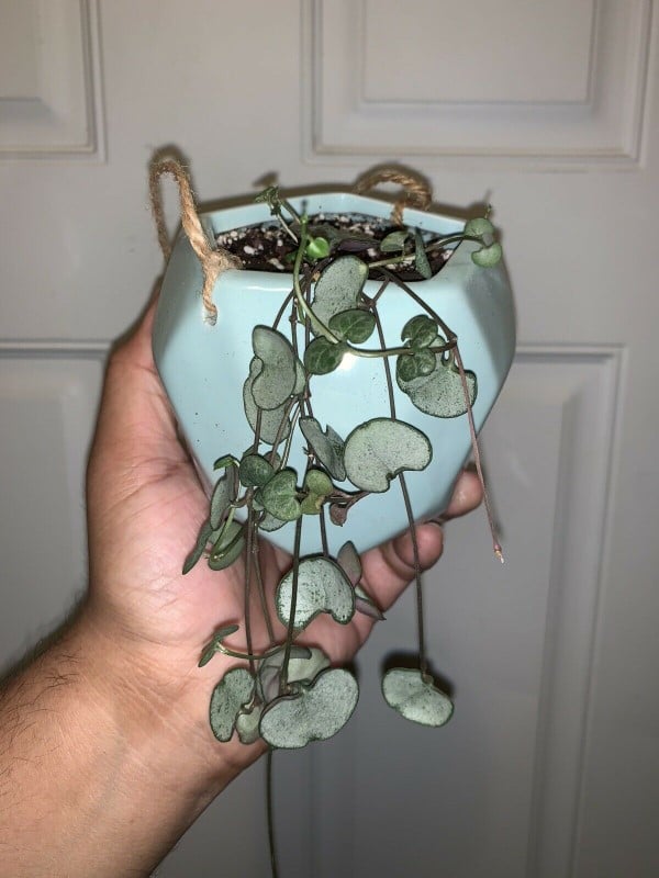 String of Hearts Silver Glory