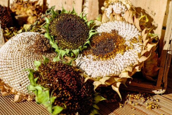 Sunflowers Seeds Why Are My Sunflowers Drooping