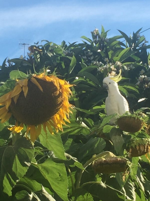 Visitor to my drooping sunflowers Why Are My Sunflowers Drooping