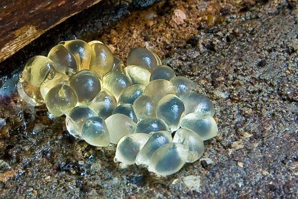 What Do Slug Eggs Look Like