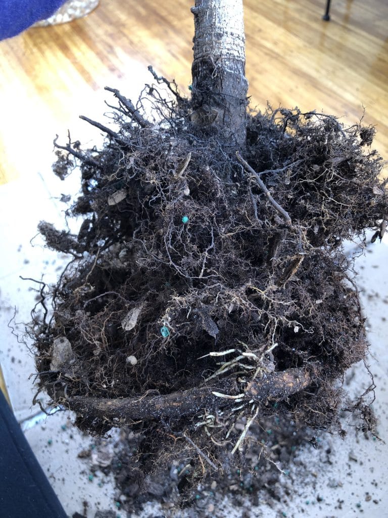Black and mushy root rot. - what does root rot look like