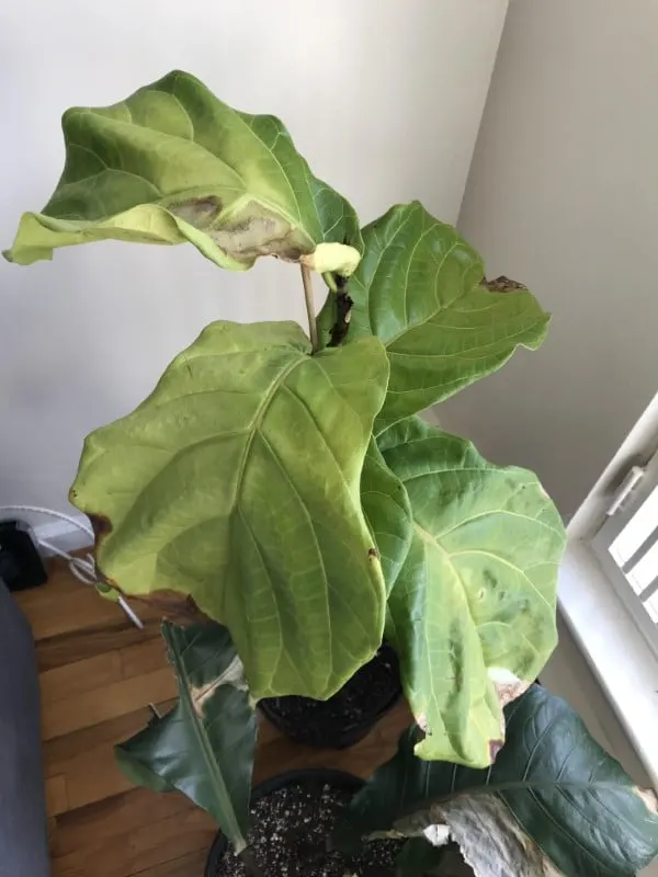 What is wrong with my fiddle leaf fig Why Is My Fiddle Leaf Fig Dropping Leaves