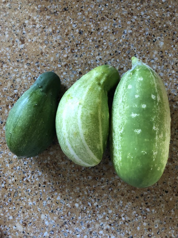 Why Are My Cucumbers Short and Fat