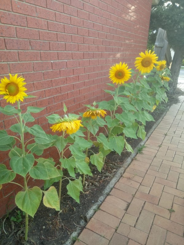Why Are My Sunflowers Drooping