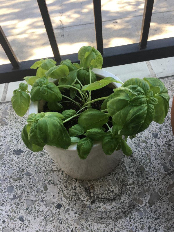 Why Is My Basil Plant Drooping