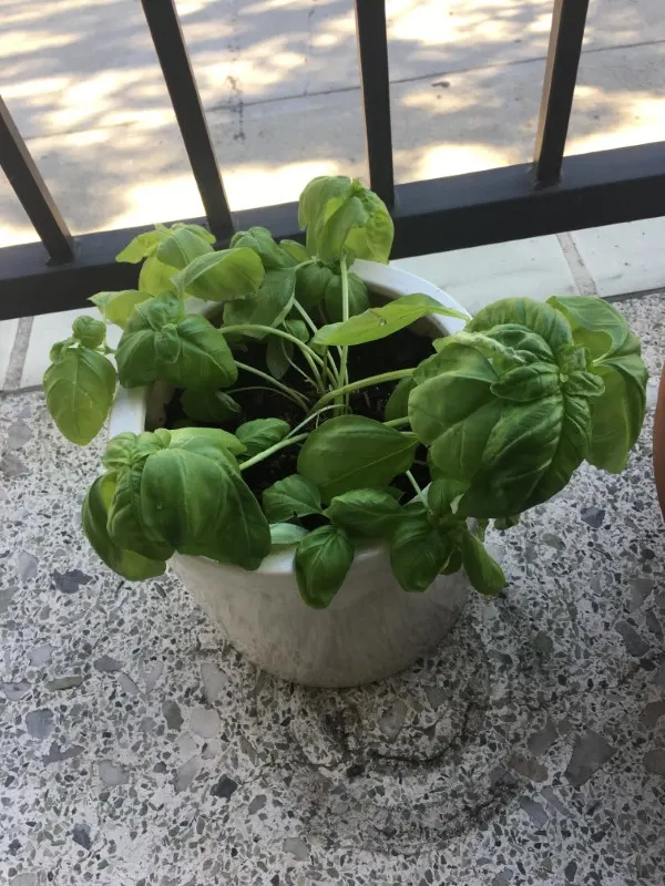 Why Is My Basil Plant Drooping