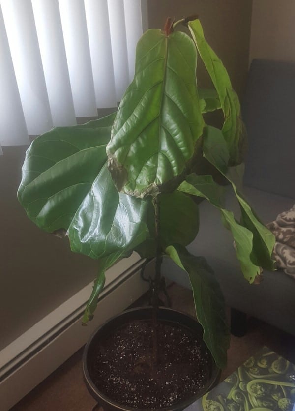 Why Is My Fiddle Leaf Fig Droopy 2