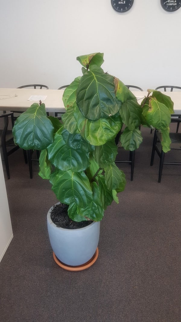 Why Is My Fiddle Leaf Fig Droopy
