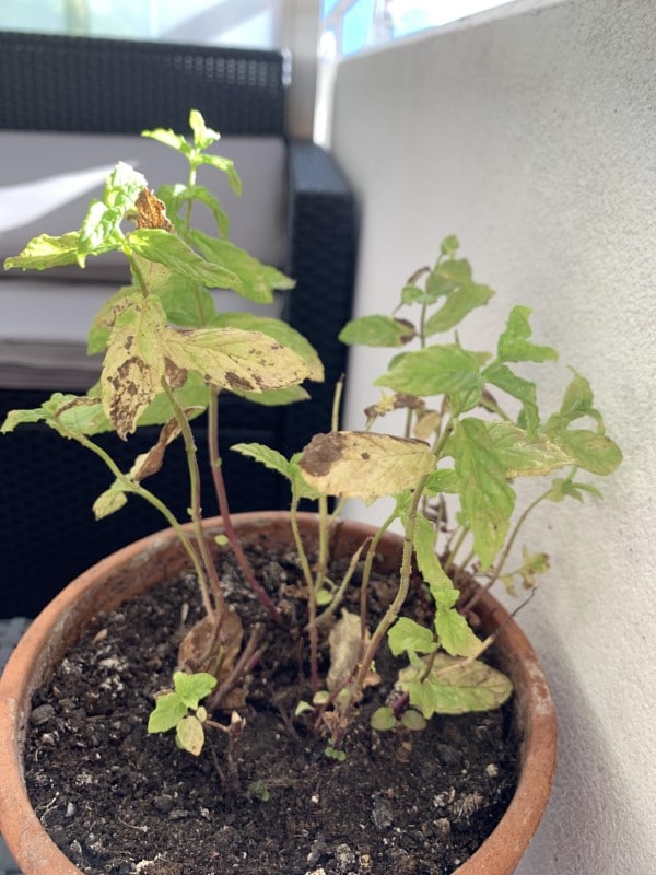 Why Is My Mint Plant Dying 2