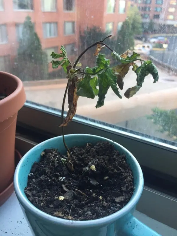 Why Is My Mint Plant Dying 4