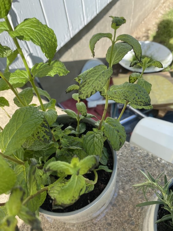 Why Is My Mint Plant Dying