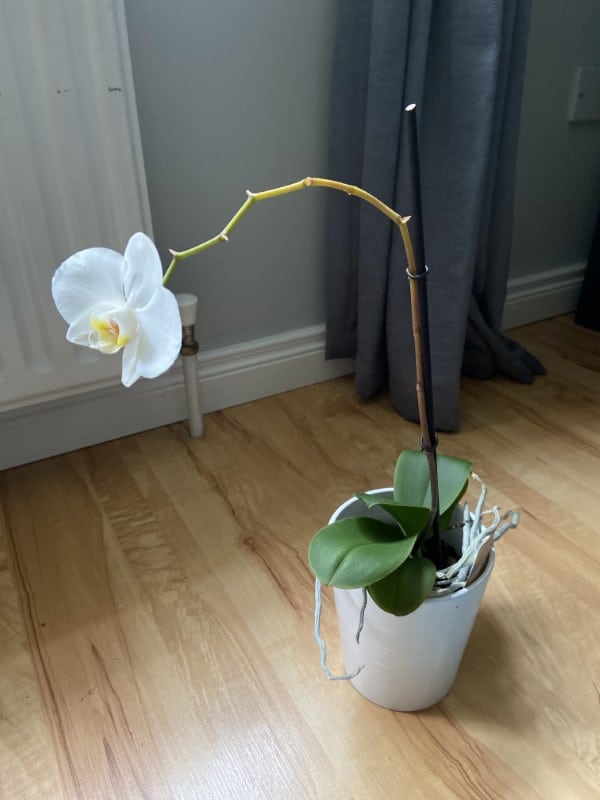 Why Is My Orchid Stem Turning Yellow