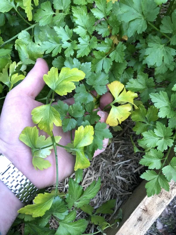Why Is My Parsley Turning Yellow
