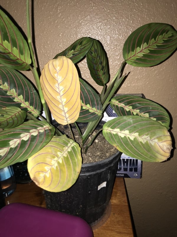 Why Is My Prayer Plant Turning Yellow