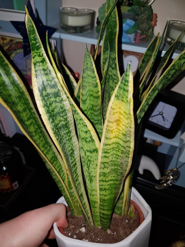 Why Is My Snake Plant Turning Yellow? How To Treat It?