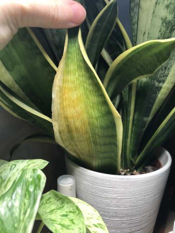 Why Is My Snake Plant Turning Yellow